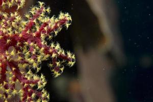 en färgrik mjuk gul och röd korall makro i cebu filippinerna foto