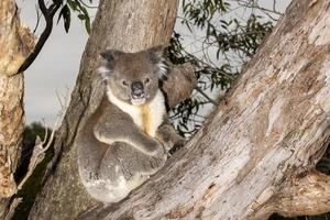 koala på en träd i känguru ö Australien innan buske brand foto