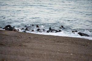 bebis nyfödd hav lejon på de strand foto