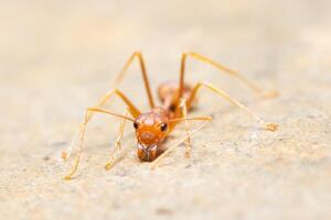 makro ant oecophylla smaragdina foto