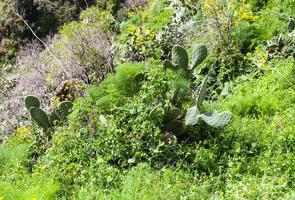 gräs, opuntia kaktus, vild blommor i sicilien foto