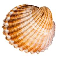 bivalvia mollusk skal isolerat på vit foto