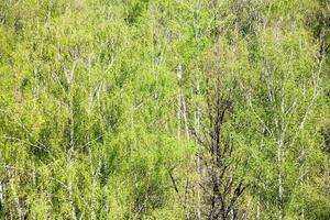 grön skog i solig vår dag foto