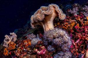 brunt korallrev under vatten
