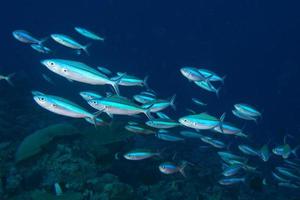 maldiverna koraller hus för fiskar foto