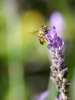 honungbi på lila blomma foto