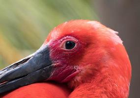 närbild av en flamingo foto