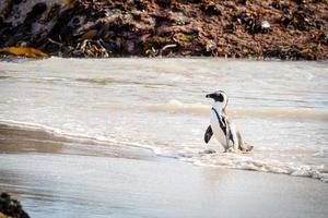 pingvin som går på stranden foto