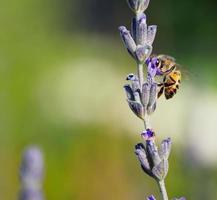 honungbi på lavendel foto