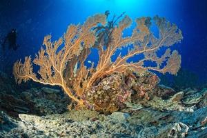 gorgonia korall på de djup blå hav foto