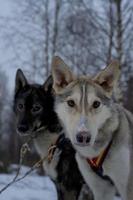 sledding med kälke hund i lappland i vinter- tid foto