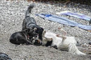 Lycklig hundar spelar på de strand foto