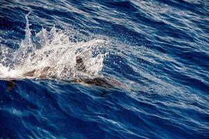 delfiner medan Hoppar i de djup blå hav foto