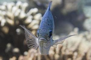 färgrik fisk medan ser på du på de sand bakgrund foto