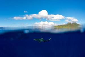 snorkling med hajar i blå hav av polynesien foto