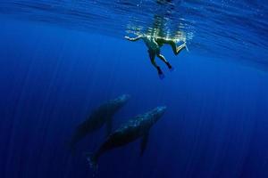 snorkling med puckelrygg val under vattnet i pacific hav moorea franska polynesien foto