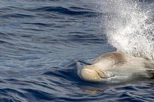sällsynt cuvier gås näbbade val delfin ziphius cavirostris foto