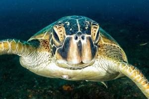 sköldpadda kommande till du under vattnet i cabo pulmo mexico kalifornien foto