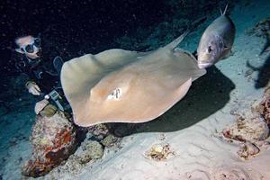 jätte svartpalsternacka stingrocka fisk foto