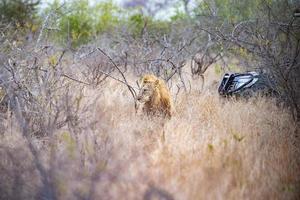 sårad manlig lejon i kruger parkera söder afrika med en safari jeep foto