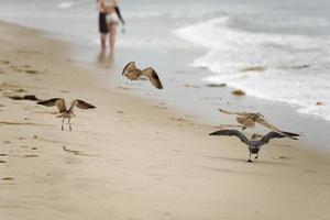 porträtt av fiskmås på sandig strand foto