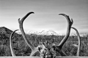 alaska denali parkera mc kinley ram foto