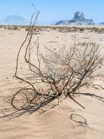 saxaul och se av sfinx sten i wadi rom öken- foto