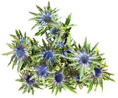 topp se av färsk blå tistel blommar eryngium foto