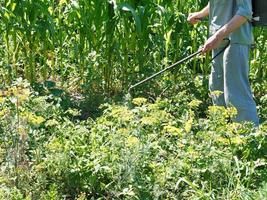 man sprayer pesticid på potatis plantage foto