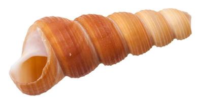 tömma spiral mollusk skal av hav snigel isolerat foto