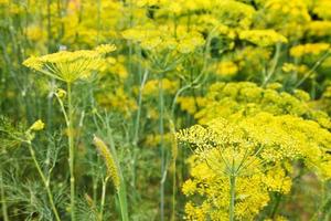 gul blomning dill örter i trädgård foto