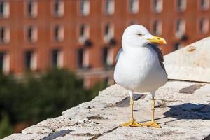 urban mås på vägg av slott st ängel i rom foto