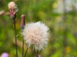 blomma huvud med fallskärm frön foto