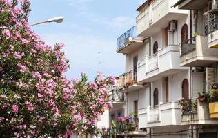 oleander träd och hus i giardini naxos stad foto