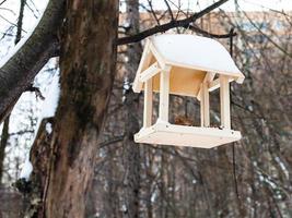 fågel matare på träd gren i urban parkera i vinter- foto