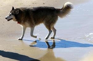 hund på en promenad i en stad parkera i israel. foto