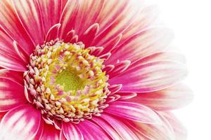 skön gerbera fower foto