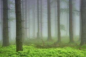 gran skog i dimma foto