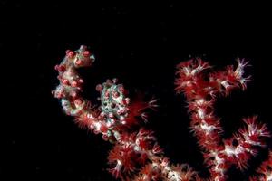 Bargibanti Pigmy Sea Horse i Indonesien foto