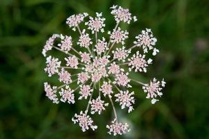 vit och rosa blomma kronblad stänga upp foto