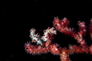 Bargibanti Pigmy Sea Horse i Indonesien foto