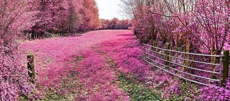 skön och färgrik fantasi landskap i ett asiatisk lila infraröd stil foto