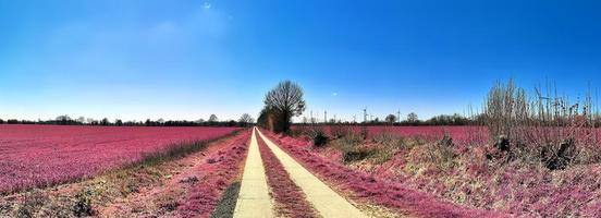 skön och färgrik fantasi landskap i ett asiatisk lila infraröd stil foto
