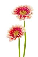 skön gerbera blommor foto