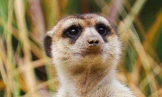 meerkat som står på en klippa i skogen foto