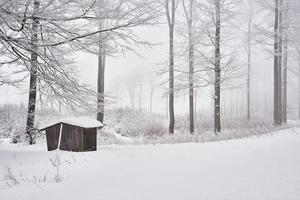 vinter- i skog foto