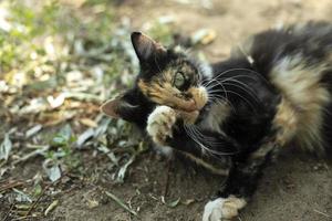 smeksam katt på gata. katt i trädgård. söt sällskapsdjur. foto