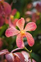 thai orange orkidé foto