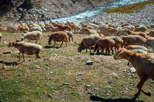 besättning av lokala får som betar nära floden foto