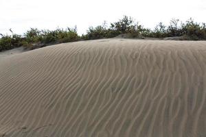 maspalomas duna - öken- i kanariefågel ö gran canaria foto